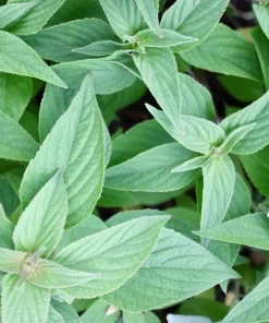 Organic Pineapple Sage Live Starter Plant – 2.5" Pot – Fragrant Herb – Outdoor - Image 1