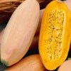 Organic Pink Banana Jumbo Winter Squash Seeds - 20 Count - Heirloom - Image 1