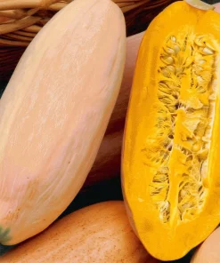 Organic Pink Banana Jumbo Winter Squash Seeds - 20 Count - Heirloom - Image 1