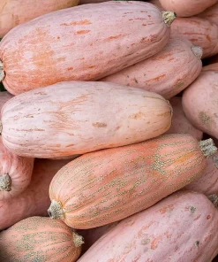 Organic Pink Banana Jumbo Winter Squash Seeds - 20 Count - Heirloom - Image 2
