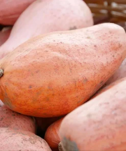 Organic Pink Banana Jumbo Winter Squash Seeds - 20 Count - Heirloom - Image 4