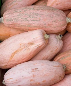 Organic Pink Banana Jumbo Winter Squash Seeds - 20 Count - Heirloom - Image 5