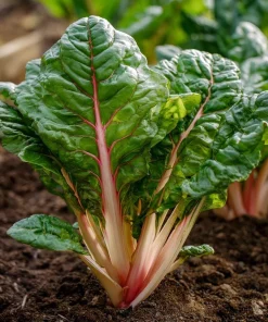 Organic Pink Flamingo Swiss Chard Seeds - 20 Count - Colorful Edible Greens - Image 2