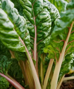Organic Pink Flamingo Swiss Chard Seeds - 20 Count - Colorful Edible Greens - Image 3