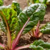 Organic Pink Flamingo Swiss Chard Seeds - 20 Count - Colorful Edible Greens - Image 1