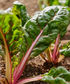 Organic Pink Flamingo Swiss Chard Seeds - 20 Count - Colorful Edible Greens - Image 1