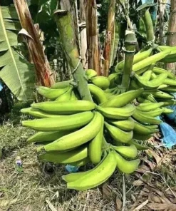 Organic Plantain Tree Live Plant - Grow Your Own Fruit - Image 2