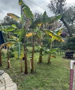 Organic Plantain Tree Live Plant - Plátano Latino Del Caribe - Image 1