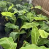 Organic Plantain Tree Live Plant - Tropical Cooking Banana, Fruit Bearing - Image 1
