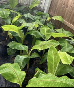 Organic Plantain Tree Live Plant - Tropical Cooking Banana, Fruit Bearing - Image 1