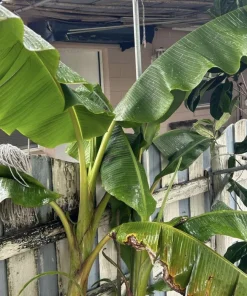 Organic Plantain Tree Live Plant - Tropical Cooking Banana, Fruit Bearing - Image 3