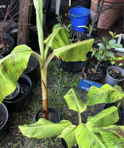 Organic Plantain Tree Live Plant with Pot & Soil - Banana Tree - Image 2