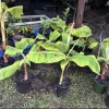 Organic Plantain Tree Live Plant with Pot & Soil - Banana Tree - Image 1