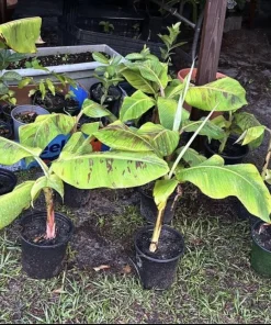 Organic Plantain Tree Live Plant with Pot & Soil - Banana Tree - Image 1