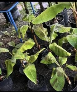 Organic Plantain Tree Live Plant with Pot & Soil - Banana Tree - Image 3