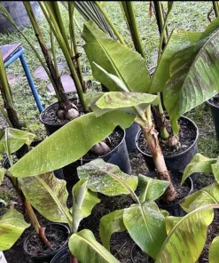 Organic Plantain Tree Live Plant with Pot & Soil - Banana Tree - Image 4
