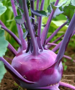 Organic Purple Vienna Kohlrabi Seeds – 300 Heirloom Vegetable Seeds - Image 2