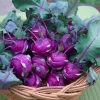 Organic Purple Vienna Kohlrabi Seeds – 300 Heirloom Vegetable Seeds - Image 1