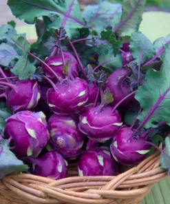 Organic Purple Vienna Kohlrabi Seeds – 300 Heirloom Vegetable Seeds - Image 1