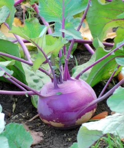 Organic Purple Vienna Kohlrabi Seeds – 300 Heirloom Vegetable Seeds - Image 3