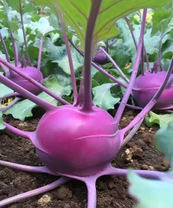 Organic Purple Vienna Kohlrabi Seeds – 300 Heirloom Vegetable Seeds - Image 4