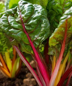 Organic Rainbow Swiss Chard Seeds - 50 Seed Pack | Vibrant Multicolored Stems - Image 2