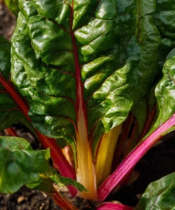 Organic Rainbow Swiss Chard Seeds - 50 Seed Pack | Vibrant Multicolored Stems - Image 3