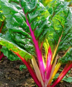 Organic Rainbow Swiss Chard Seeds - 50 Seed Pack | Vibrant Multicolored Stems - Image 5