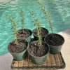 Organic Rosemary Live Plant in Pot - Culinary Herb for Garden & Kitchen - Image 1