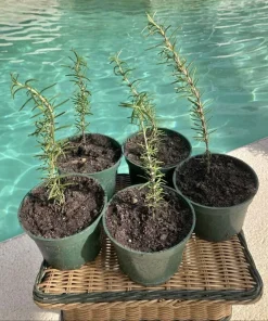 Organic Rosemary Live Plant in Pot - Culinary Herb for Garden & Kitchen - Image 1