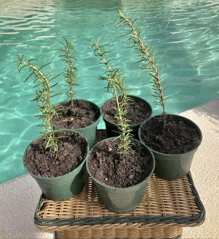 Organic Rosemary Live Plant in Pot - Culinary Herb for Garden & Kitchen - Image 1