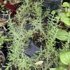 Organic Rosemary Live Plant in Pot - Culinary Herb for Cooking & Gardens - Image 1
