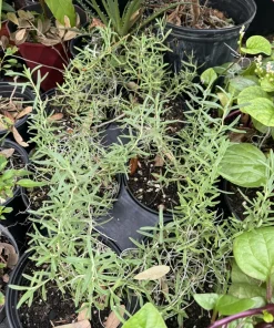Organic Rosemary Live Plant in Pot - Culinary Herb for Cooking & Gardens - Image 1
