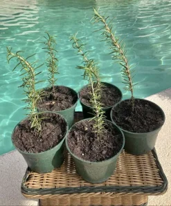 Organic Rosemary Live Plant in Pot – Edible Culinary Herb for Indoor & Outdoor - Image 1