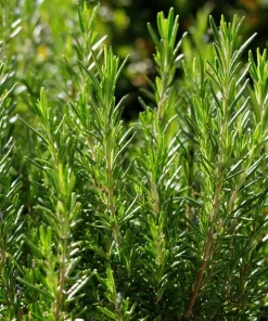 Organic Rosemary Seeds - Rosmarinus officinalis - Culinary Herb - 50 Seed Pack - Outdoor - Image 3