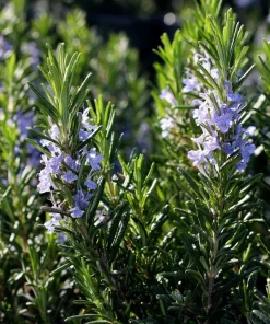 Organic Rosemary Seeds - Rosmarinus officinalis - Culinary Herb - 50 Seed Pack - Outdoor - Image 4