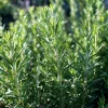 Organic Rosemary Seeds - Rosmarinus officinalis - Culinary Herb - 50 Seed Pack - Outdoor - Image 1
