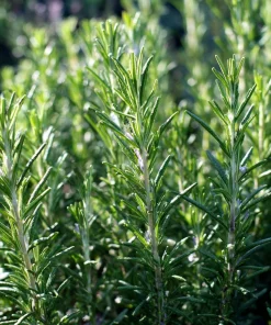 Organic Rosemary Seeds - Rosmarinus officinalis - Culinary Herb - 50 Seed Pack - Outdoor - Image 1