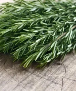 Organic Rosemary Tuscan Blue Live Plant - 3 inch Pot, Herb, Fragrant - Image 2