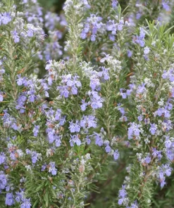 Organic Rosemary Tuscan Blue Live Plant - 3 inch Pot, Herb, Fragrant - Image 3