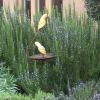 Organic Rosemary Tuscan Blue Live Plant - 3 inch Pot, Herb, Fragrant - Image 1