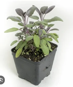 Organic Sage Live Plant - Culinary Herb in Pot for Cooking & Tea - Image 2