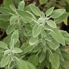 Organic Sage Live Plant - Culinary Herb in Pot for Cooking & Tea - Image 1