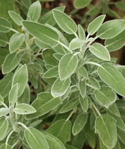 Organic Sage Live Plant - Culinary Herb in Pot for Cooking & Tea - Image 1