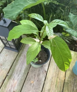 Organic Self-Pollinating Avocado Tree Live Plant - Grow Your Own Fruit - Image 2