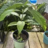 Organic Self-Pollinating Avocado Tree Live Plant in Pot - Fruit Tree - Image 1
