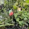 Organic Self-Pollinating Cherry Bonsai Tree Live Plant in Pot - Image 1