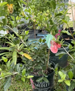 Organic Self-Pollinating Cherry Tree Live Plant - Fruit Tree - Image 3