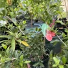 Organic Self-Pollinating Cherry Tree Live Plant - Fruit Tree - Image 1