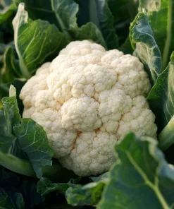 Organic Snowball Cauliflower Seeds – 150 Seeds Heirloom Vegetable - Image 2